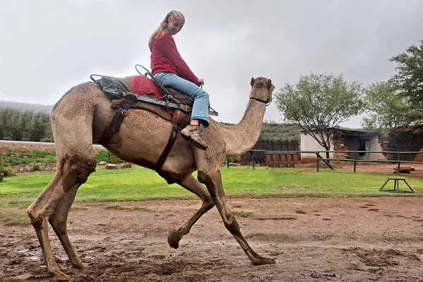 Kız dans eden bir deve gezintisi — Stok fotoğraf