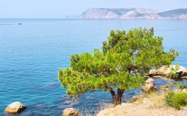 çam ağacı yanında deniz