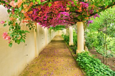 sonbahar arch pembe çiçeklerle kaplı