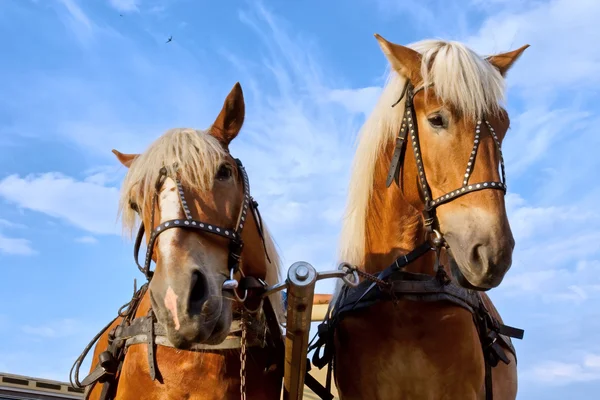 市内で 2 頭の馬 — ストック写真