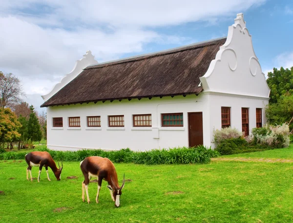 Grazing antelopes in front of traditional Afrikaans house — Stock Photo, Image