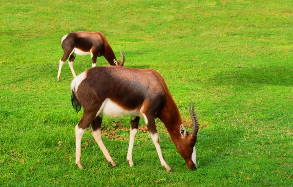 Two grazing antelopes after rain — Stock Photo, Image