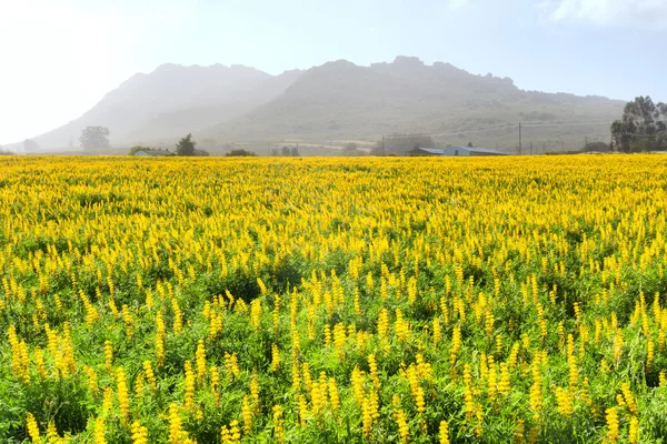 Field of yellow wild flowers — Stock Photo, Image