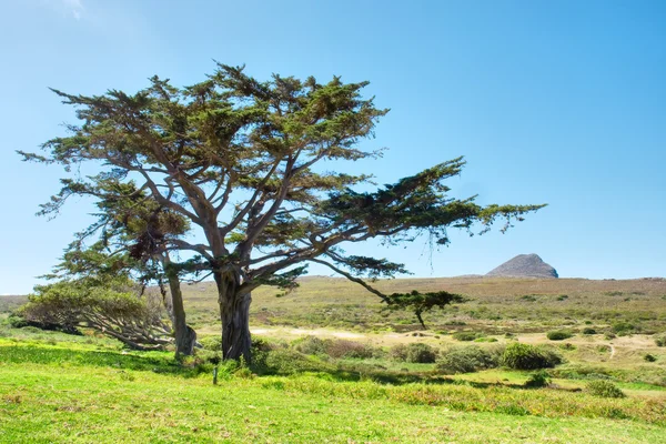 Reusachtige boom — Stockfoto