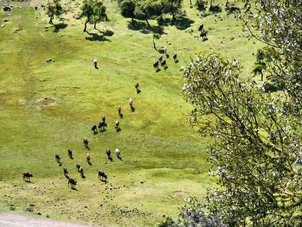 Aerial view at herd of cows in mountains — Stock Photo, Image