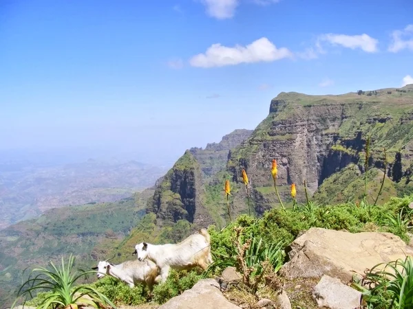 Keçilerle dolu dağ manzarası — Stok fotoğraf