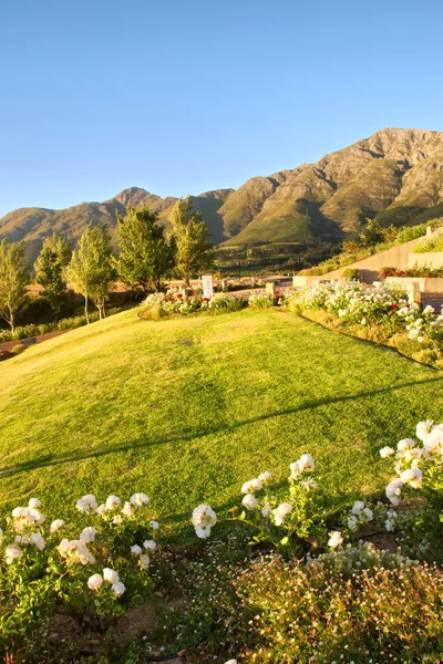 Lit de fleurs et pelouse contre les montagnes — Photo