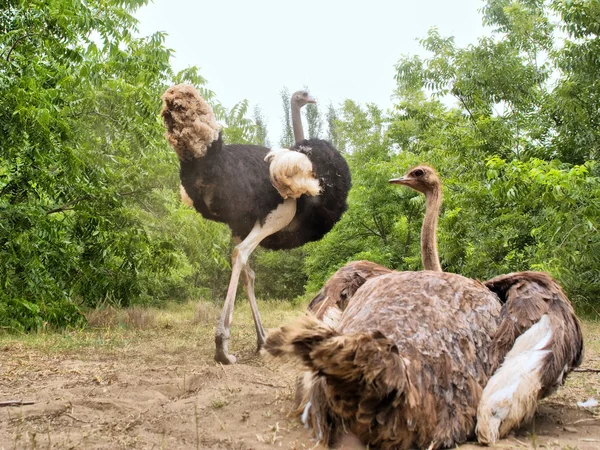 Ostrich couple nests on dusty ground — Stock Photo, Image