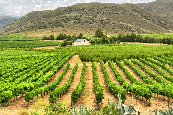 Viñedos de Montagu — Foto de Stock