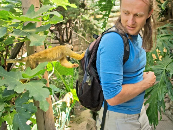 Cute little monkey inspects a tourist backpacker