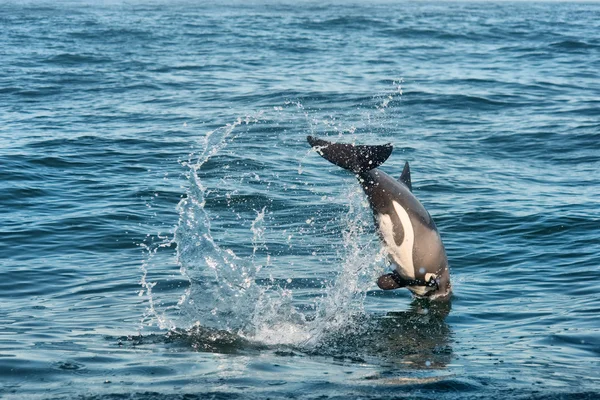 Westkust dolfijn duiken in water — Stockfoto