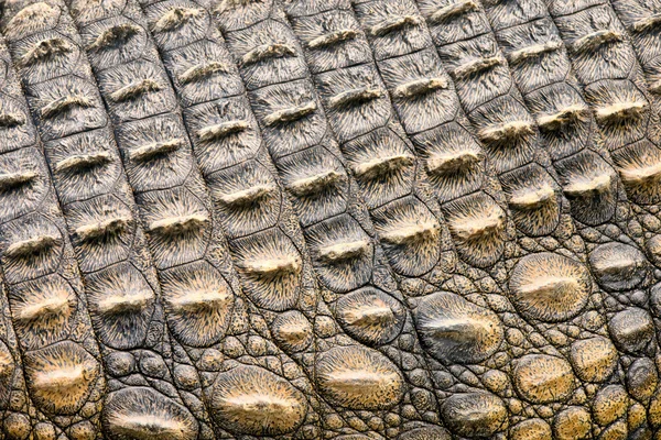 Texture della pelle di coccodrillo — Foto Stock