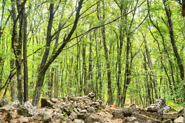 Kalıntılar üzerinde büyüyen orman — Stok fotoğraf