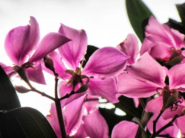Pink tree flower on white background — Stock Photo, Image
