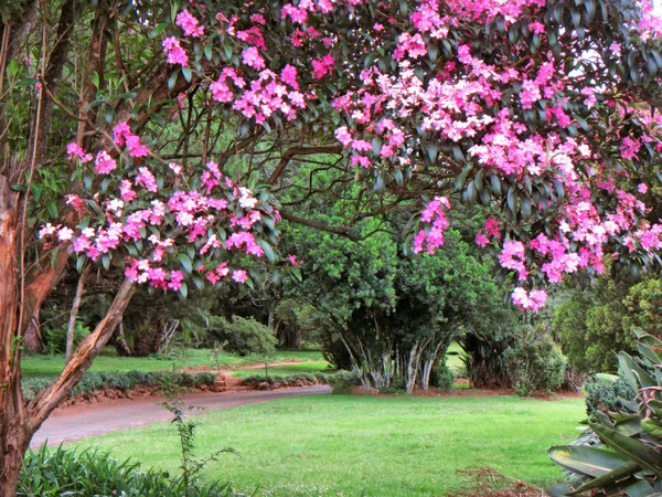 開花ツリー — ストック写真