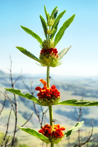 Dagga bitki — Stok fotoğraf