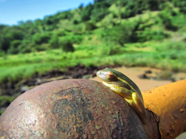 Little green tree toad sunbathes on rusty ball — Stock Photo, Image