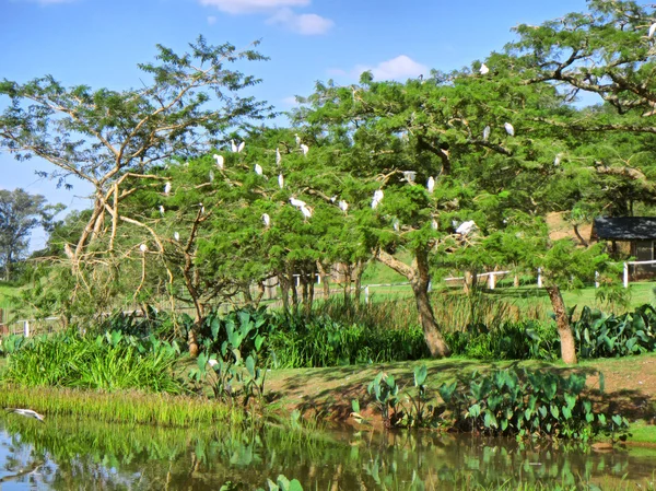 Albero con uccelli bianchi vicino al lago — Foto Stock