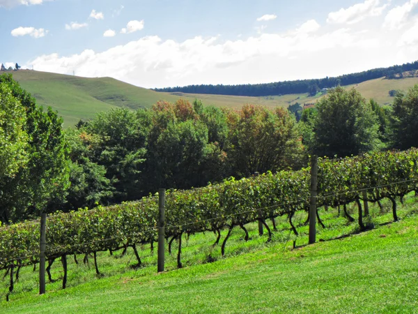 Sunny vinicemi, na kopci — Stock fotografie