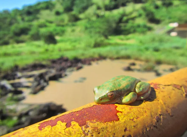 Green tree toad sleeps on rusty tube — Stock Photo, Image