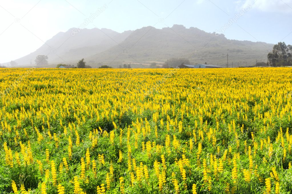 Field of yellow wild flowers