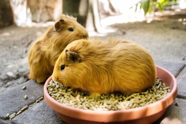 Two guinea pigs during meal clipart