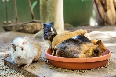 Group of guinea pigs in eating spot clipart