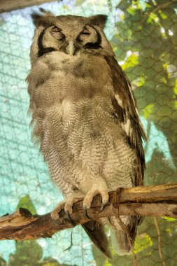 Büyük Boynuzlu Baykuş gölgede oturuyor