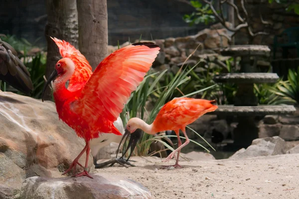 Splendido ibis rosso apre le ali — Foto Stock