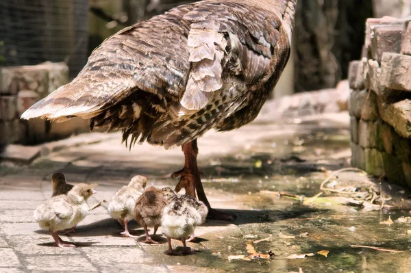 Turquía polluelos al lado de mamá —  Fotos de Stock