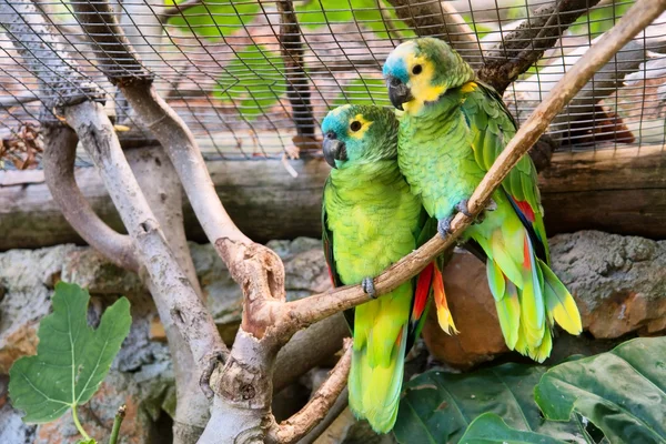 Couple of green parrots — Stock Photo, Image