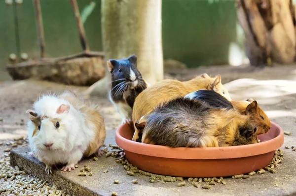 Grupo de cobayas en mancha para comer — Foto de Stock