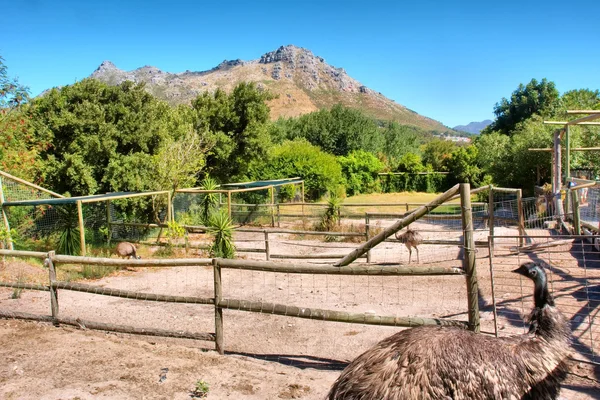 Ostrich corner — Stock Photo, Image