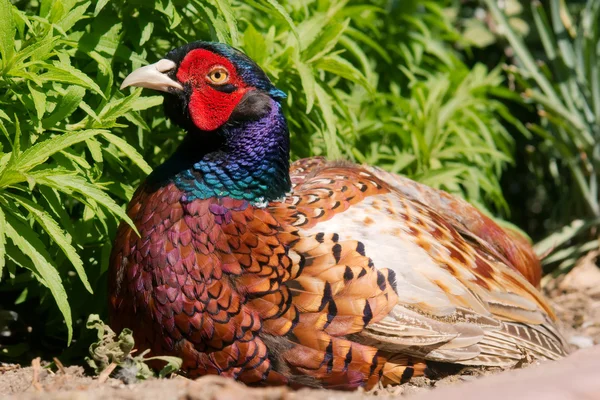 Sitting pheasant - close-up — Stock Photo, Image