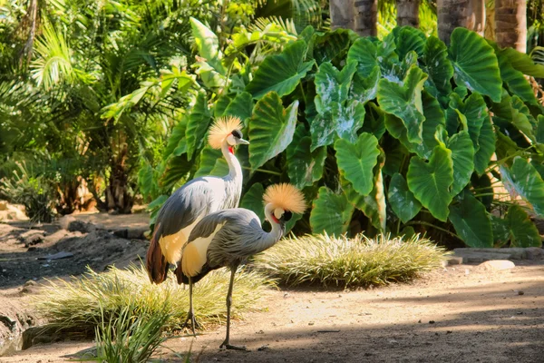 Two crowned cranes — Stock Photo, Image