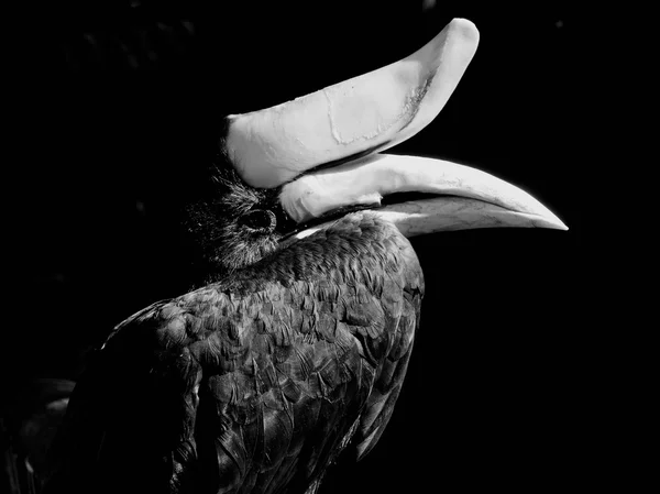 Monochromatic photo of a toucan — Stock Photo, Image