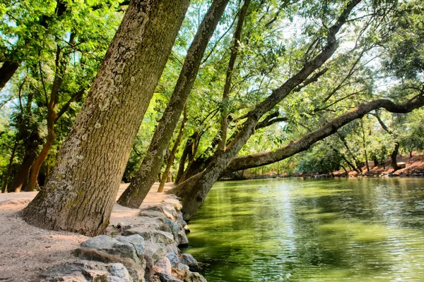 Нахилені дерева біля озера — стокове фото