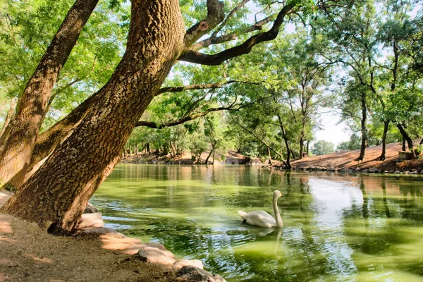 Lago com cisnes brancos — Fotografia de Stock