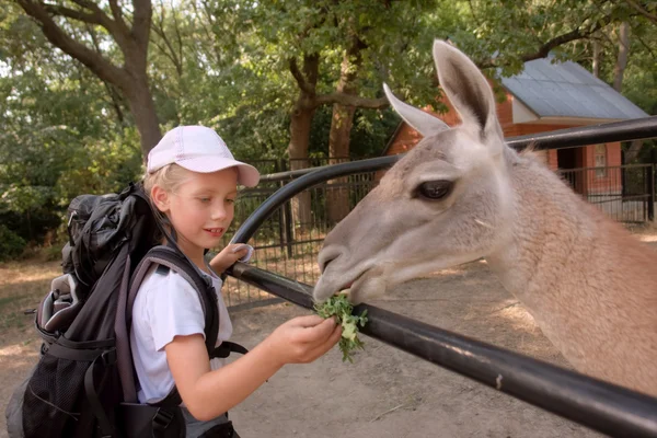 Girl feeds lama — Stock Photo, Image