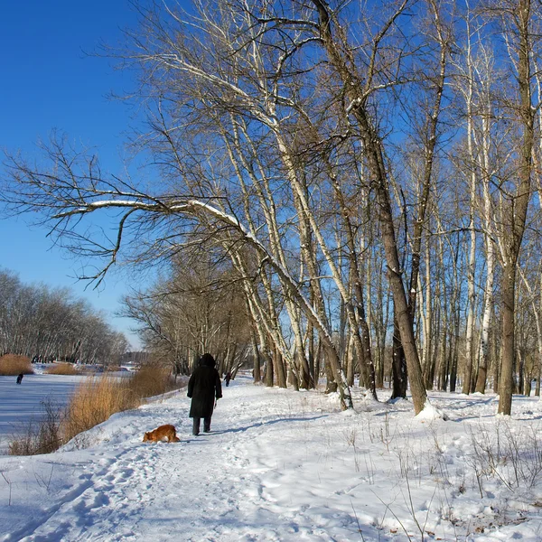 Oude vrouw en hond in winter park — Stockfoto