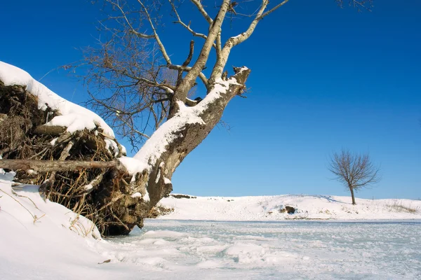 Addertje onder het gras en boom op de oever van het meer van de winter — Stockfoto