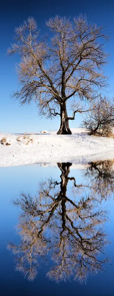 Огромное дерево возле зимнего озера — стоковое фото