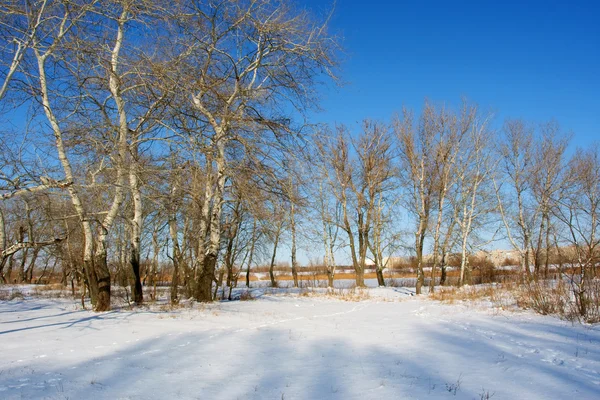 Álamos blancos en la orilla del río invierno — Foto de Stock