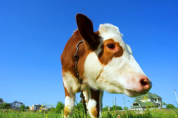 Fechar de focinho da vaca que pastoreia no campo - na luz de pôr-do-sol — Fotografia de Stock