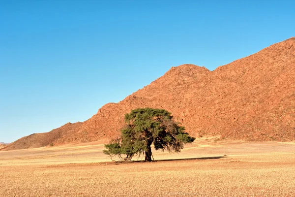 在沙漠中棵孤独的树 — 图库照片