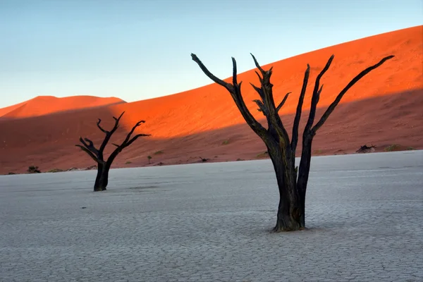 Duas árvores petrificadas contra dunas vermelhas — Fotografia de Stock