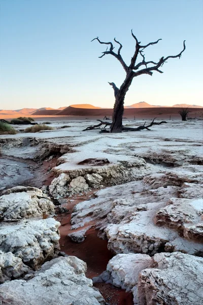 Árbol petrificado en el desierto —  Fotos de Stock