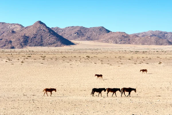 Wilde paarden lopen in de woestijn — Stockfoto