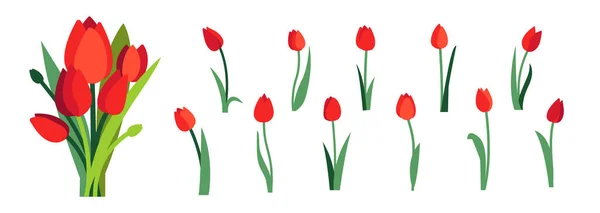 Clip art de flores de tulipán rojo y ramo de tulipanes rojos de primavera aislados en blanco — Archivo Imágenes Vectoriales