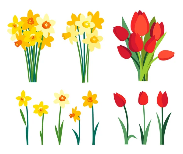 Clipart de fleurs printanières. Bouquet de jonquilles jaunes et fleurs de tulipes rouges isolées sur fond blanc — Image vectorielle